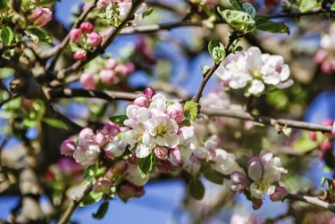 Crab apple blossom