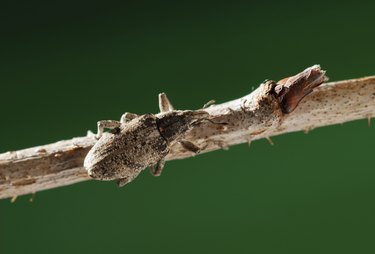 weevil beetle on twig
