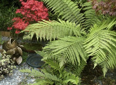 Image of a Tree Fern (Dicksonia) and Japanese maple