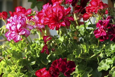 Red geranium flowers