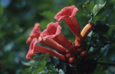 Close-up of red trumpet vine