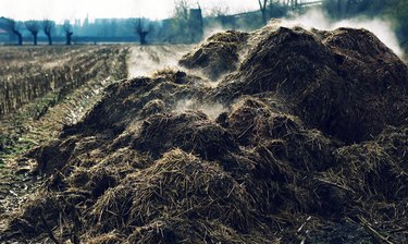 Heap of steaming cow-dung