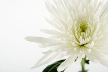 White flower