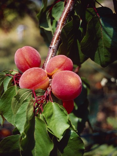 Photo, close-up of peaches on a tree branch, Color