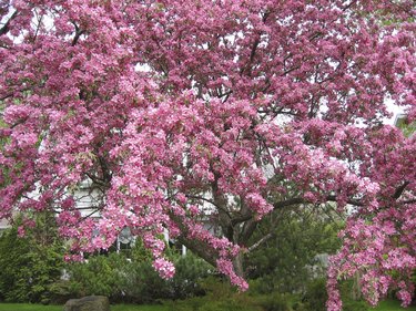 crabapple in bloom 2