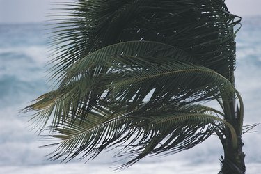 Windblown palm tree