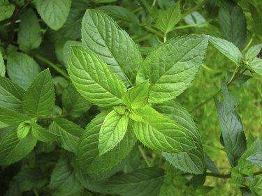 Peppermint plant