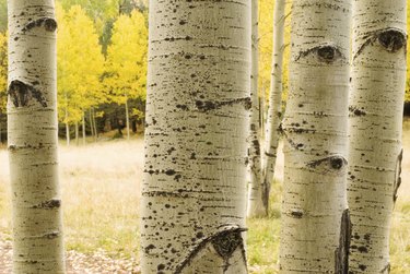 aspen tree trunks with eyes