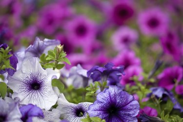 violet and pink petunia flowers