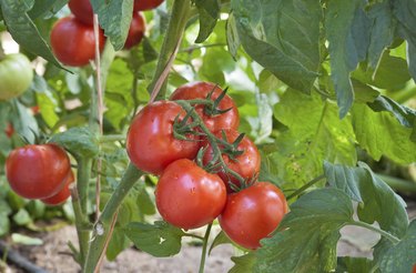 Growing red tomatoes
