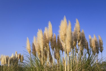 Pampas Grass