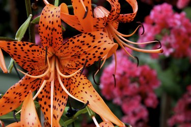 Tiger Lily