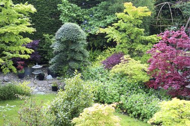 Image of ornamental garden with Japanese maples and clipped holly