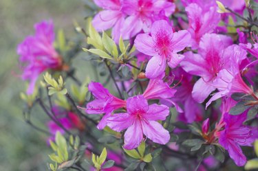 azalea flower