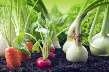 Organic vegetables growing in the garden