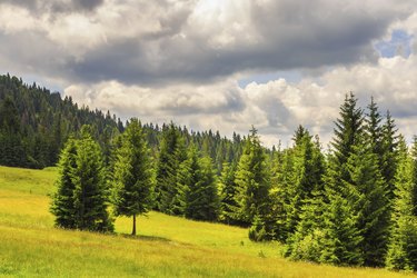 coniferous forest on a steep mountain slope