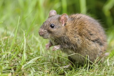 Do Rats Dig Holes in the Ground? | Hunker