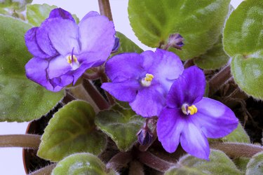 Closeup of Blue African Violet Flowers and Green Leaves