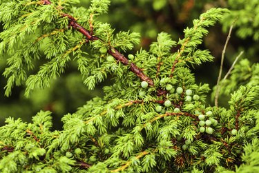 Green juniper's berries