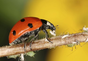 Ladybug and aphids