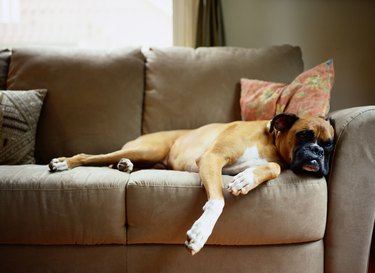 Pet friendly leather outlet sofa