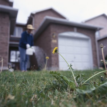 Woman spraying weed-killer on dandelions
