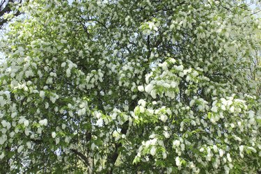 big branches of bird cherry tree