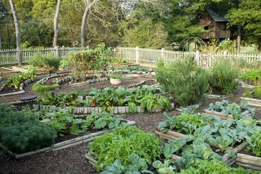 Healthy vegetable garden