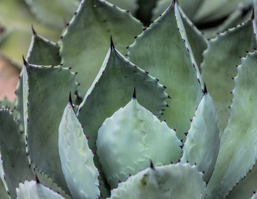 Sharp pointed agave plant leaves
