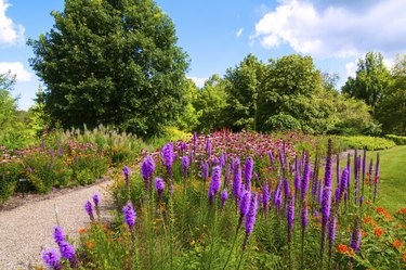 Wildflower patch