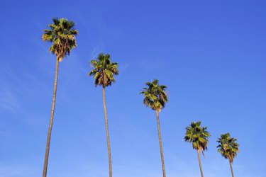 palm trees