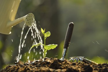 Watering a young plant.