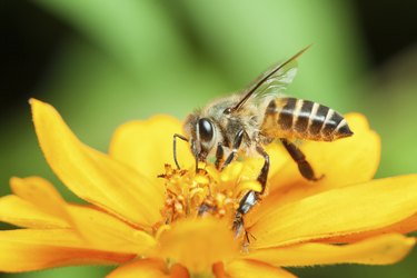 Macro of honey bee eating nectar