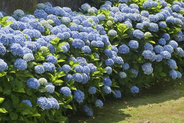 Blue hydrangea