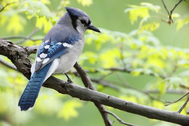 Blue Jay