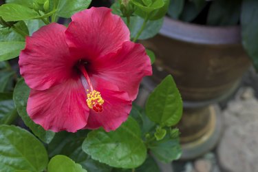 Red hibiscus flower