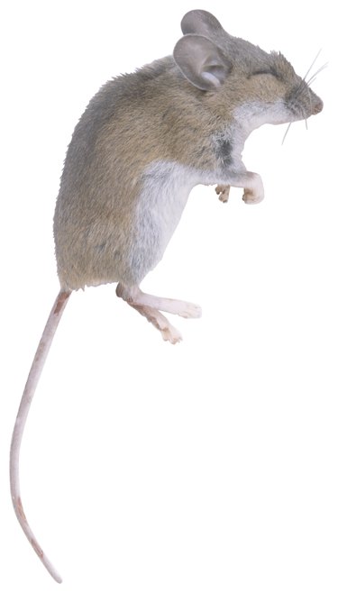 How to Lure a Mouse Out of Hiding - Pinnacle Pest Control