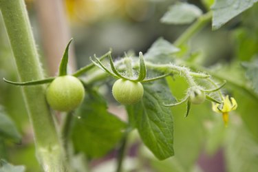 Green tomatoes, buds and flowering, close up