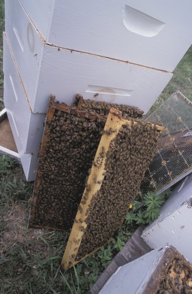 Frames from hive covered with bees