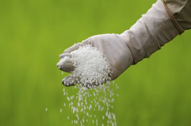 Farmer is pouring chemical fertilizer