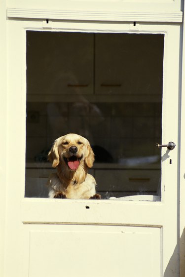 removing-pet-scratches-from-a-glass-door-hunker