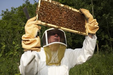 How to Kill Wax Worms in a Beehive