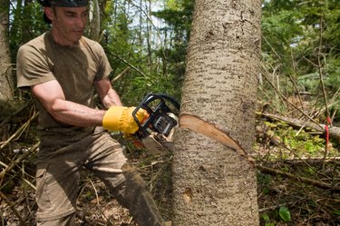 Logger slicing tree with chainsaw