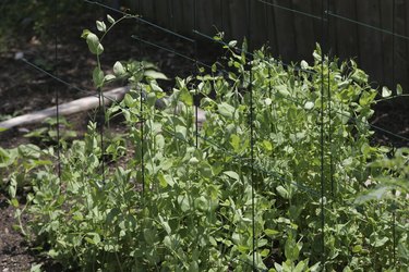 Snow Pea Plants in spring