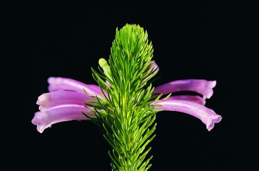 Erica flowers, South Africa