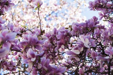 Magnolia tree