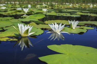 White Water Lily