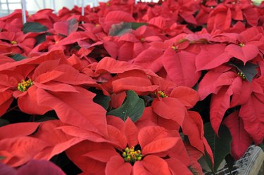 Red Greenhouse Poinsettias