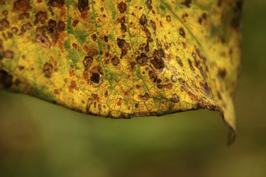 Close up of spotted brown and yellow leaf