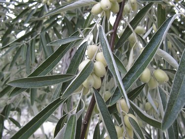 poisonous olives